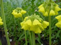 Rich canary yellow flowers in bunches on rigid stems